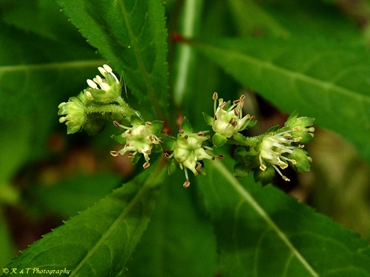 {Penthorum sedoides}